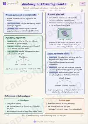 Anatomy of Flowering Plants revision notes, page 1 of 4