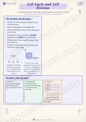Cell Cycle and Cell Division revision notes, page 1 of 4