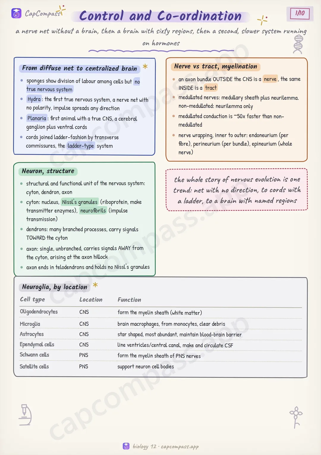 Control and Co-ordination revision notes, page 1 of 10