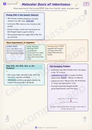 Molecular Basis of Inheritance revision notes, page 1 of 7