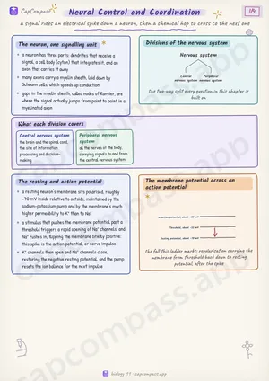 Neural Control and Coordination revision notes, page 1 of 4