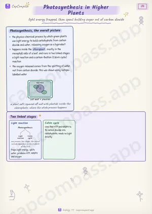 Photosynthesis in Higher Plants revision notes, page 1 of 4