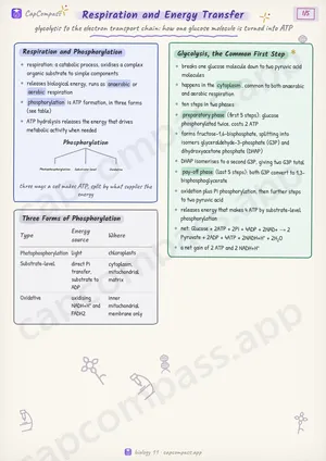 Respiration and Energy Transfer revision notes, page 1 of 5