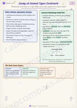 Study of Animal Type: Cockroach revision notes, page 1 of 6